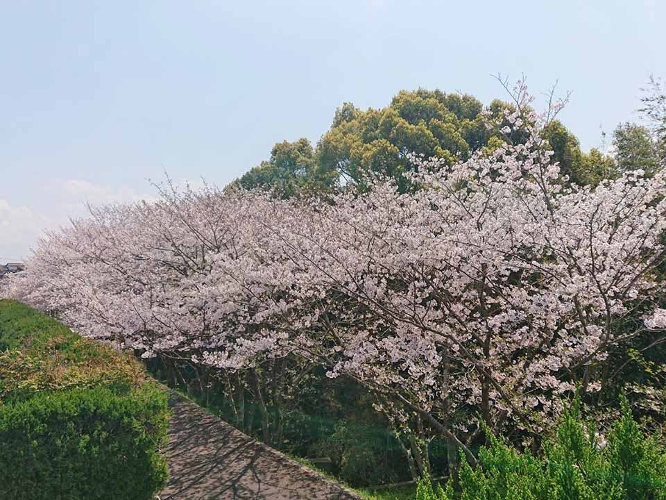 霊園の脇に満開に咲き誇る美しい桜並木の風景