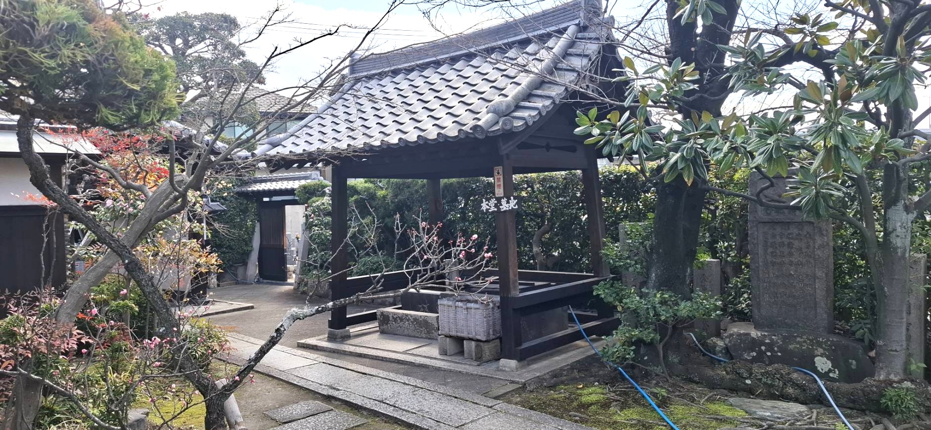 満開の梅の花が添えられた風情ある境内の手水舎